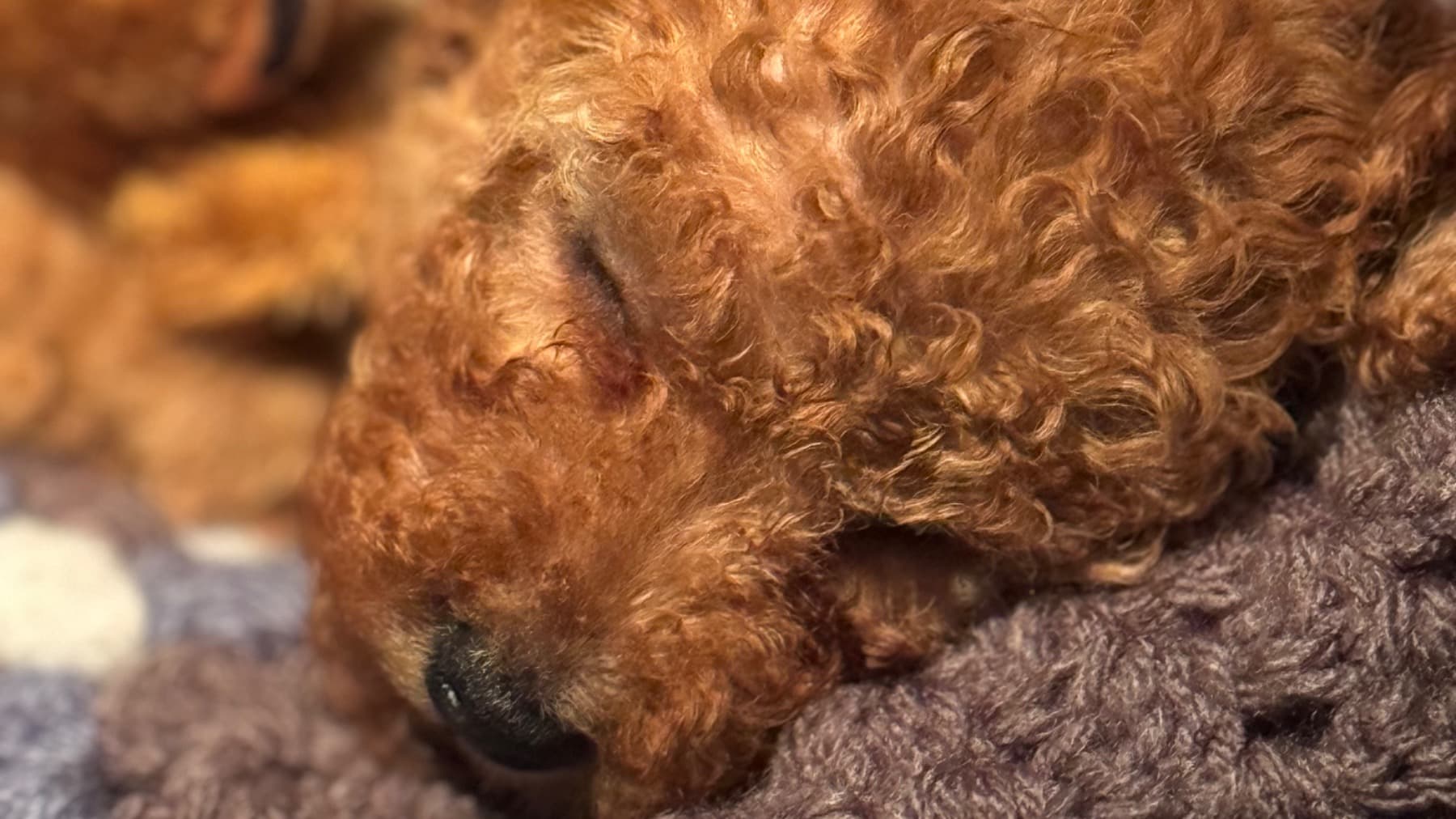 Pup