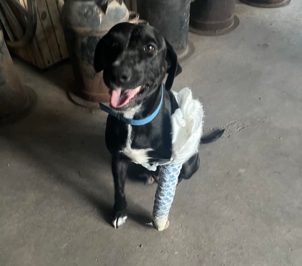 AnnabellesAmputationSurgery