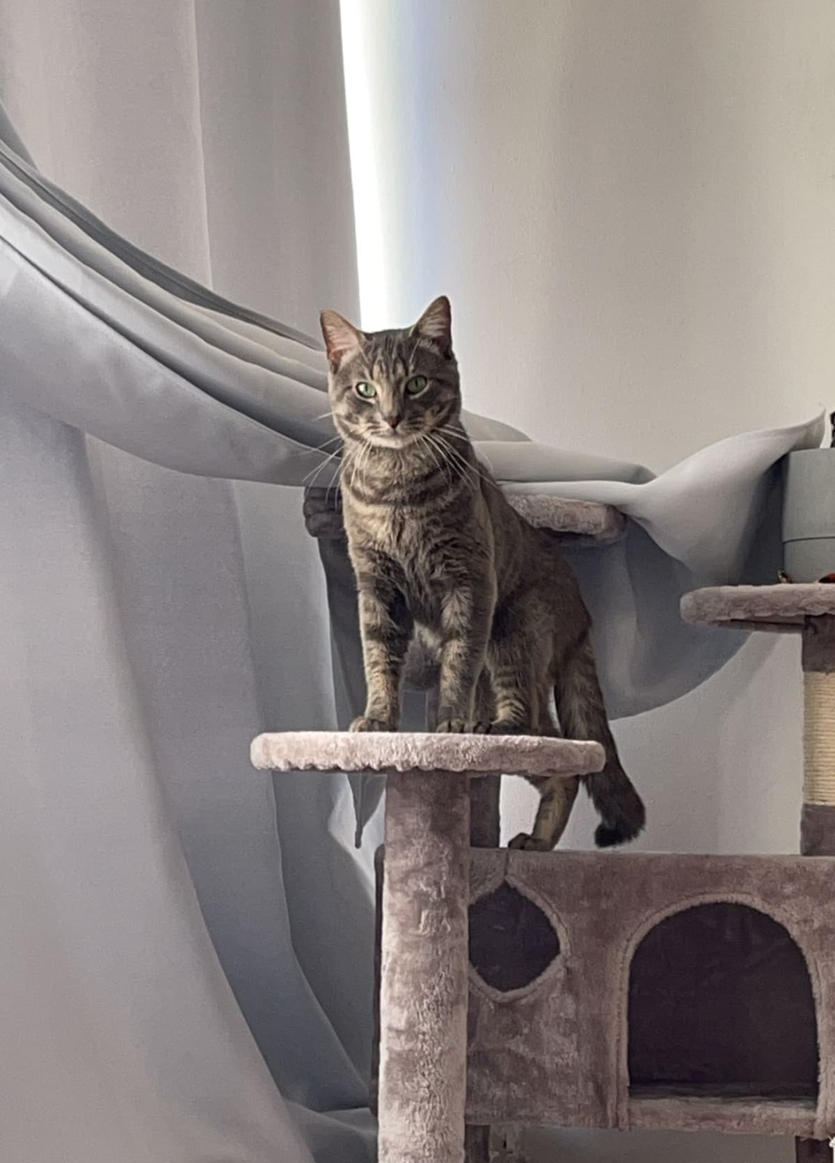 SaveMyCat