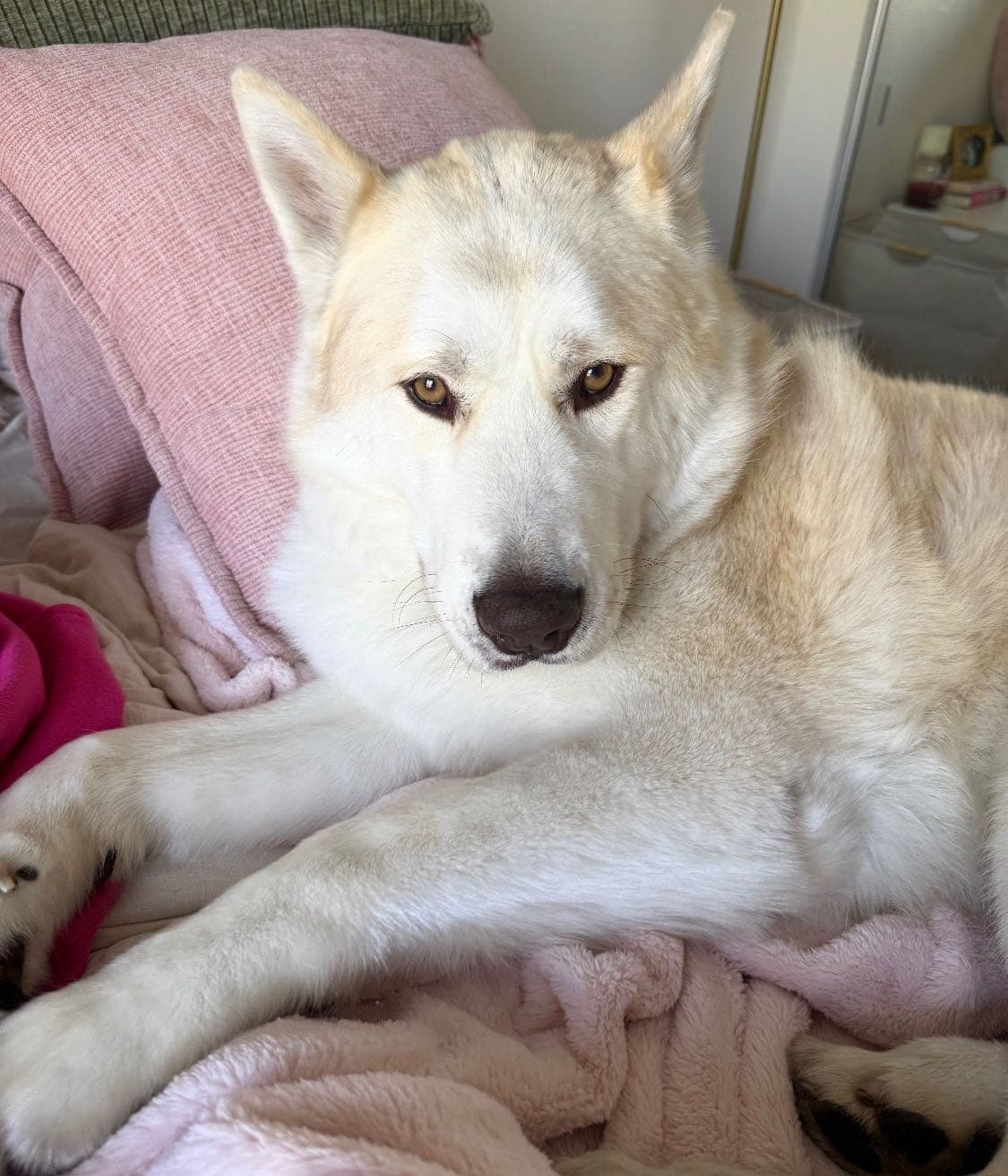 Help Us Build A True Safe Haven For Animals