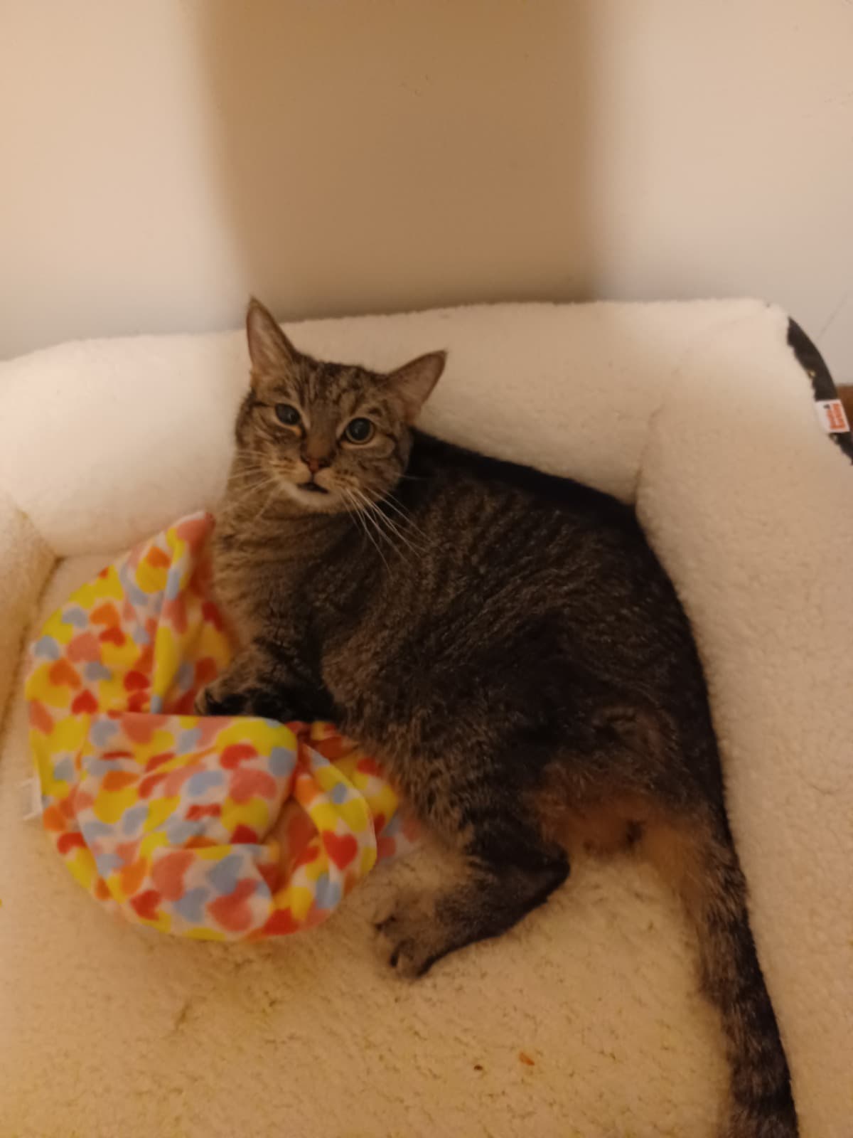 PleaseHelpSaveMyCatsLife
