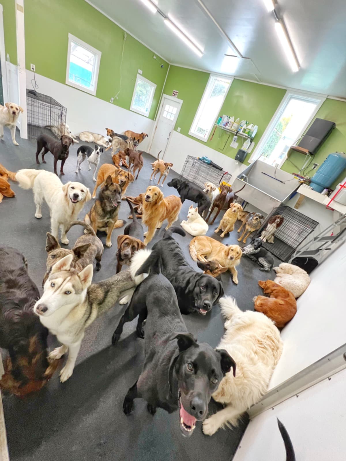 IHeartCaninesDogSchool