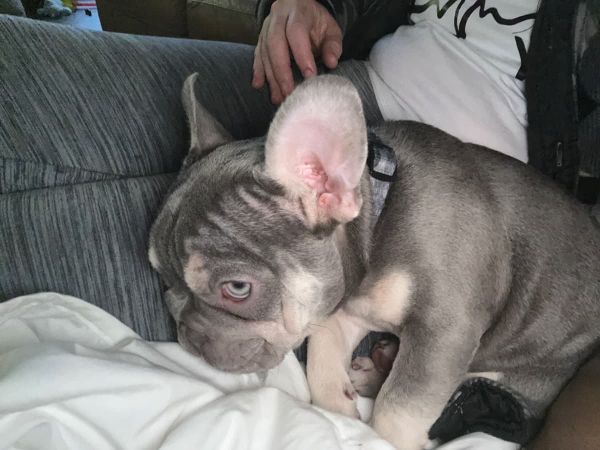 PuppyAccidentSurgery