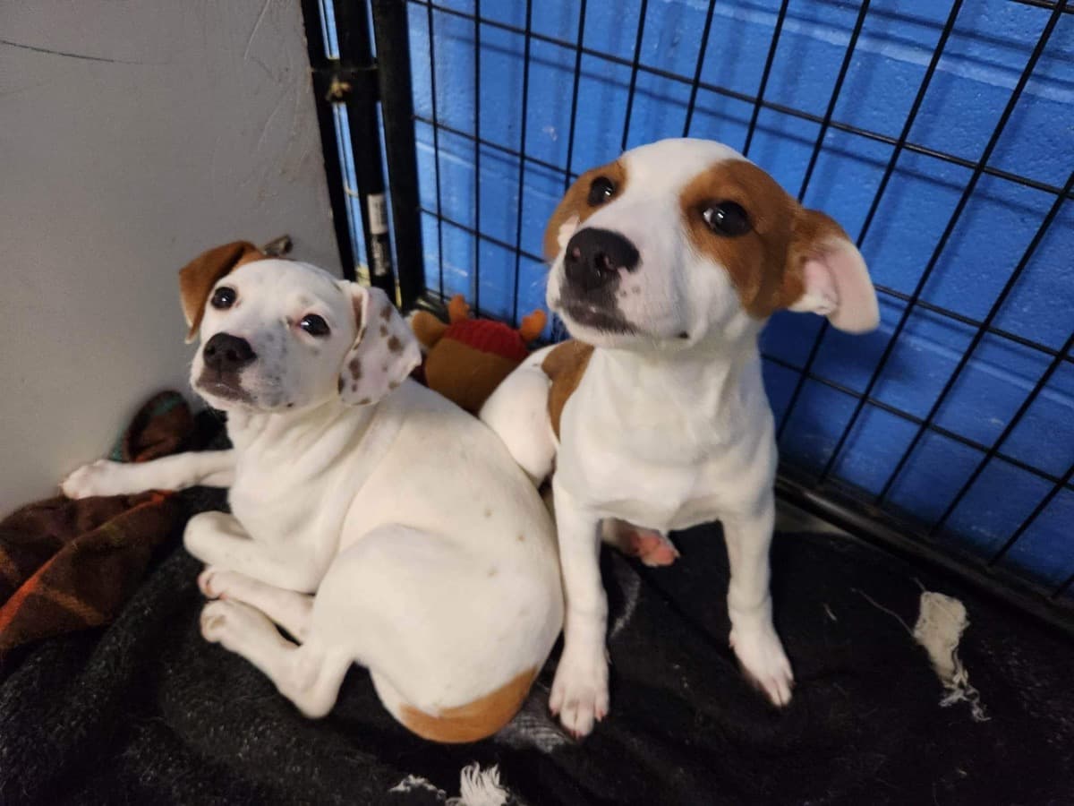 HappyDaysDogAndCatRescue