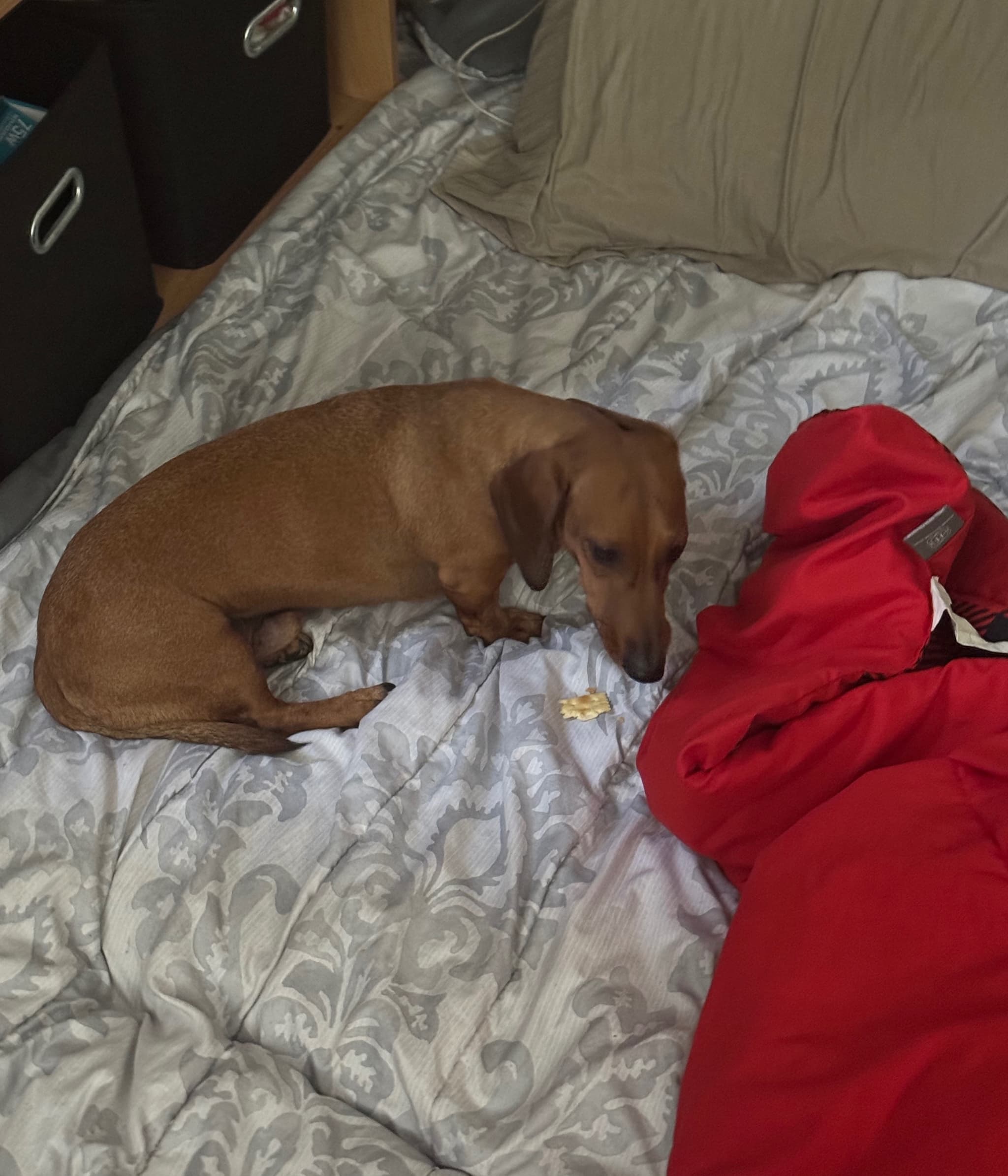 My Dog Have Ivdd