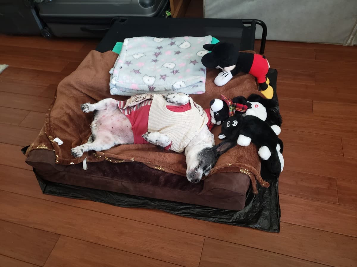 ForMyDogSurgery