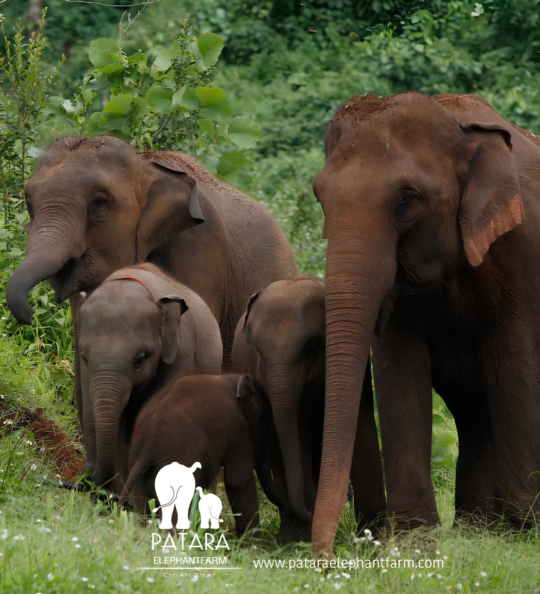 137 Pillars x Patara Elephant Farm