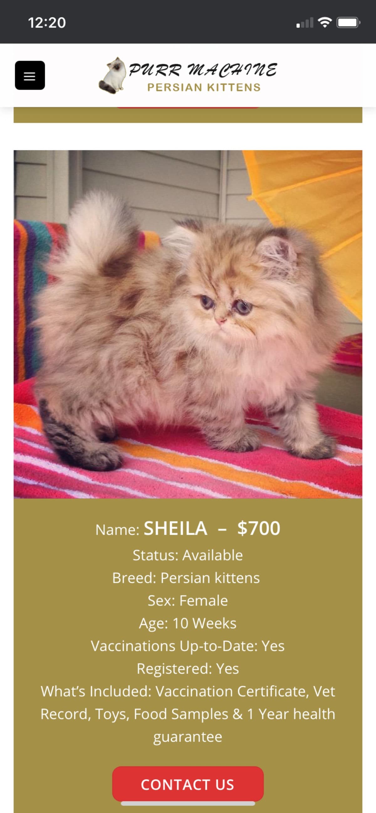 KittenForSarah