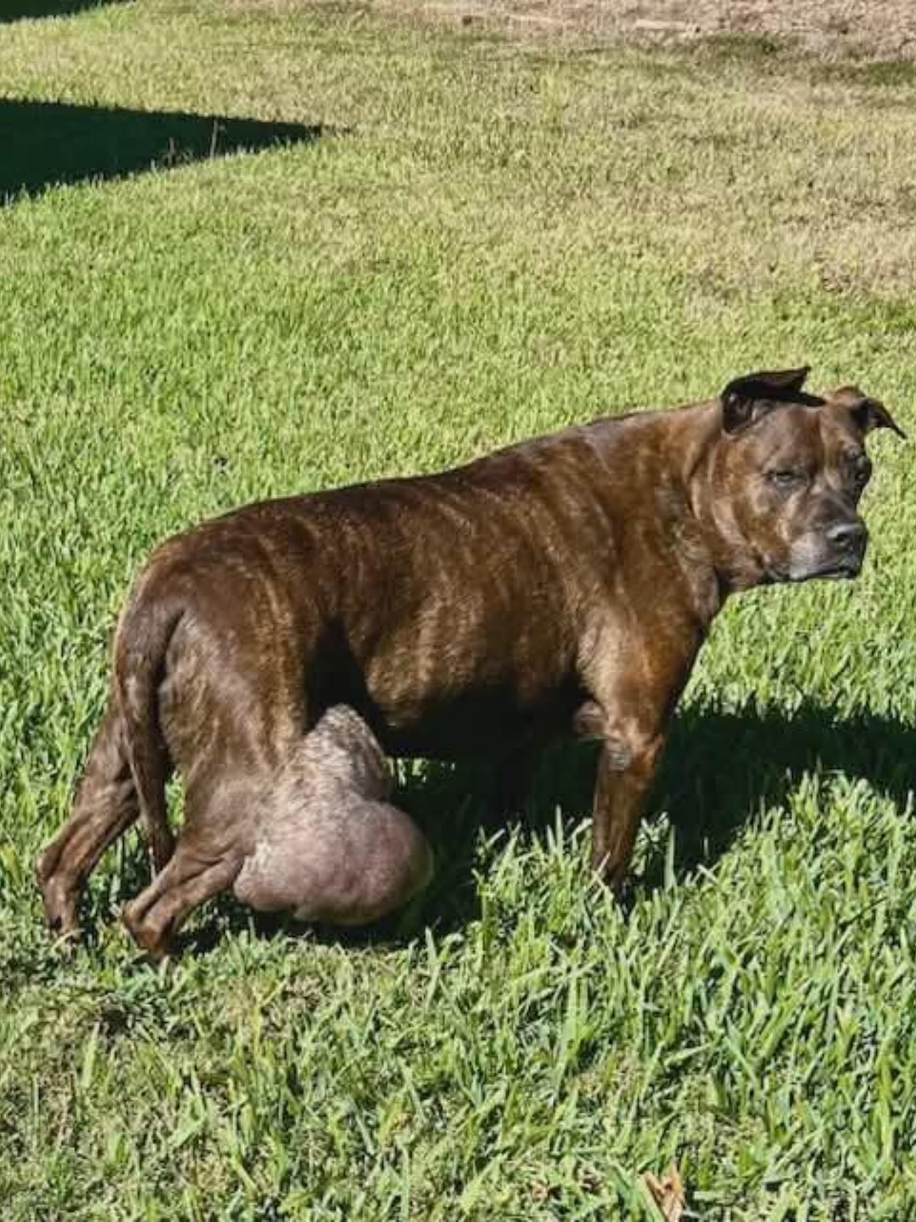 BotchedSurgeryNowDukeNeedsUs