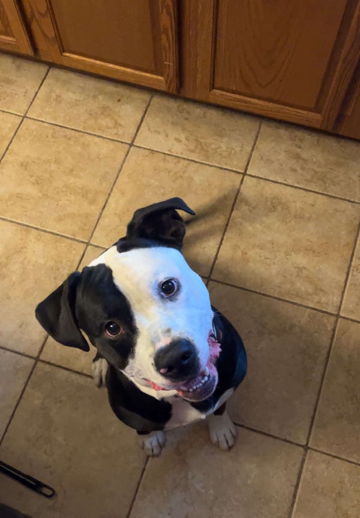 HelpMyDogAce