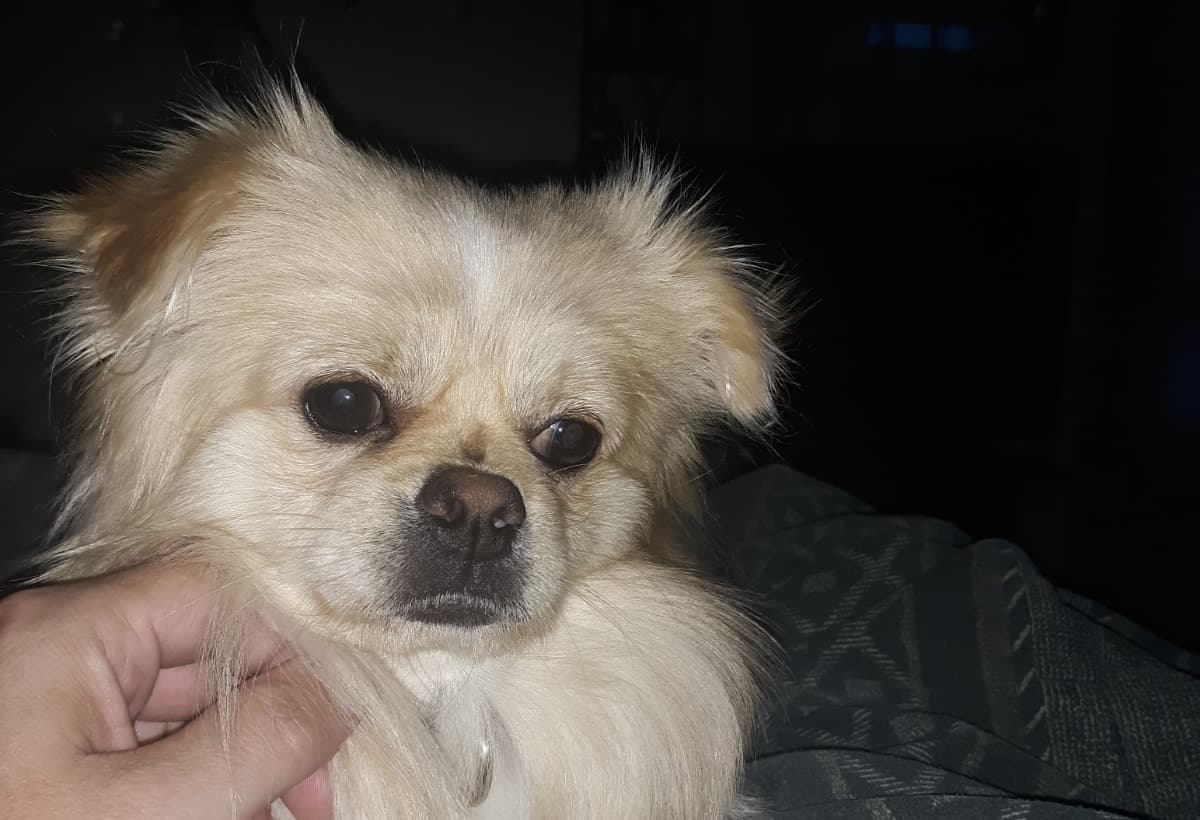 HelpForChewysEmergencyVet