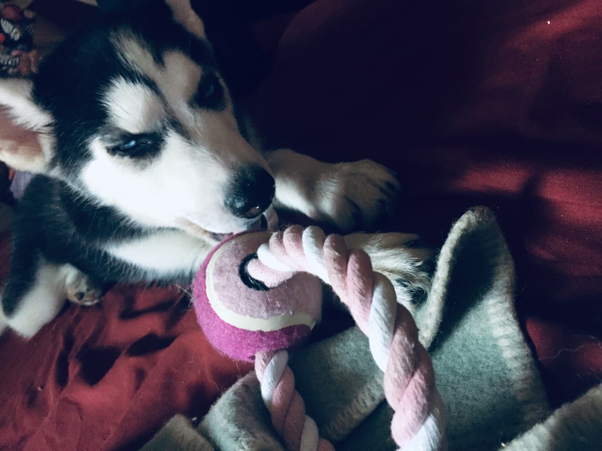 PrincessMedicalExpenses