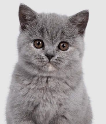 Save Stray Cats: Food, Shelter, & Care Fund