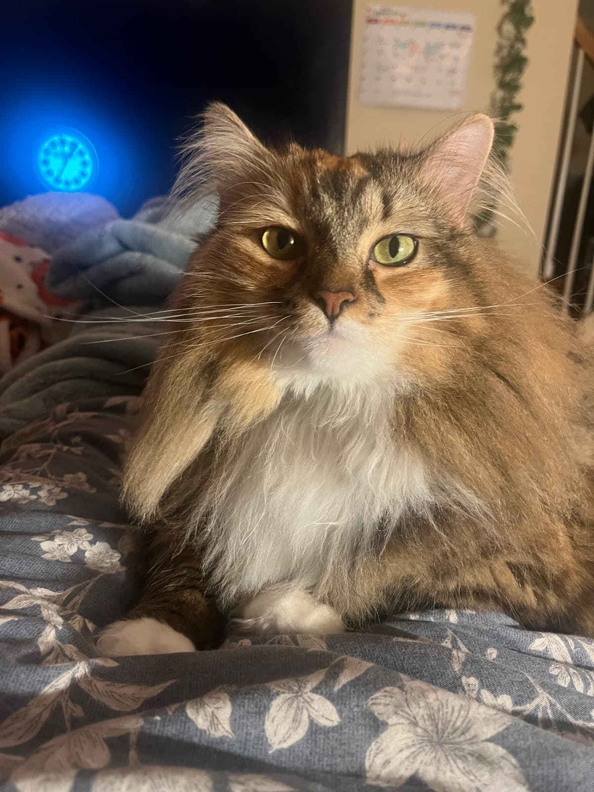 MedicalBillsForPumpkin