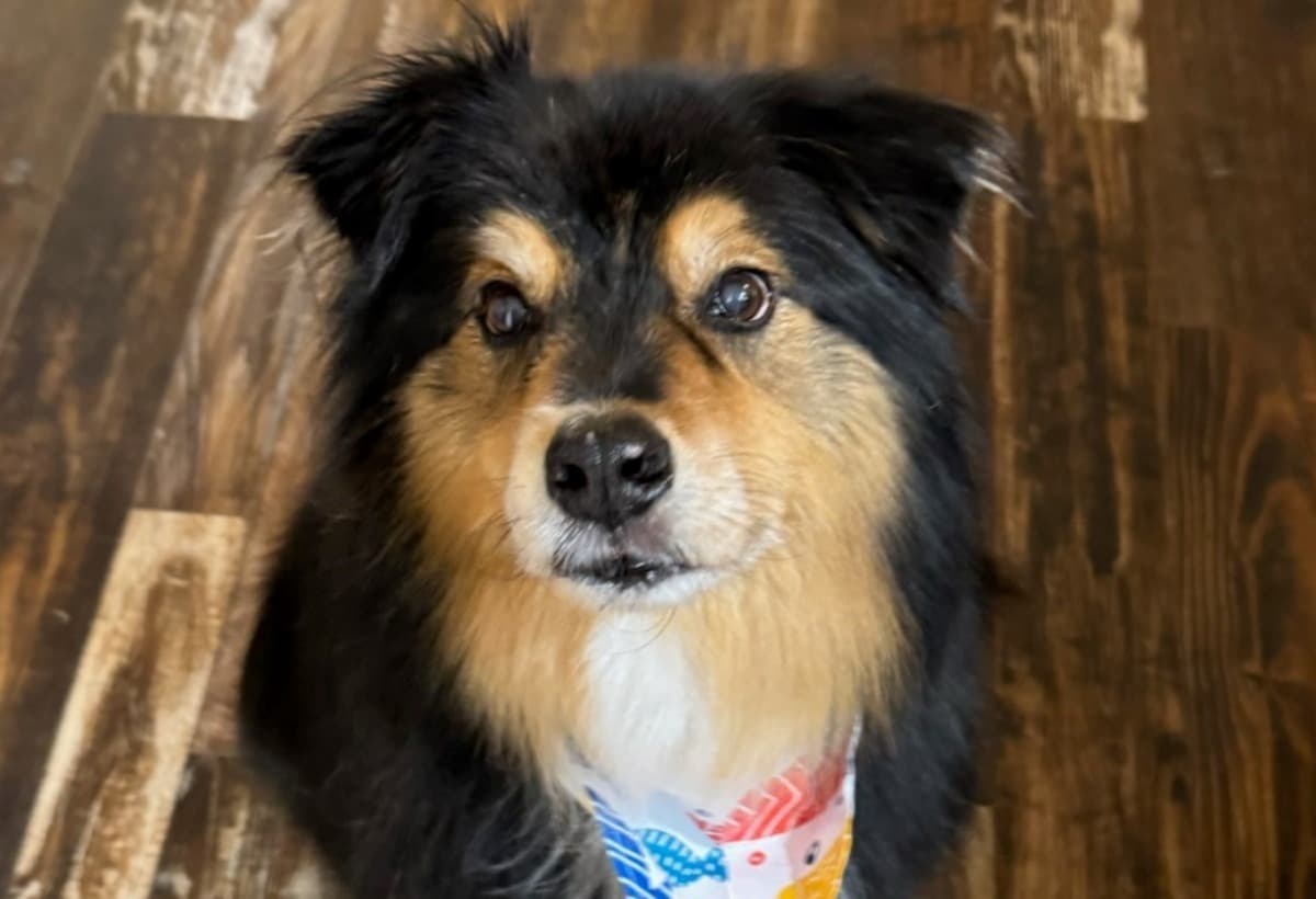 HelpThornBeatCarcinoma