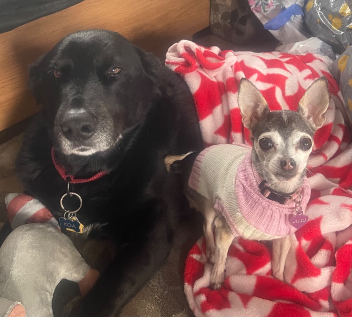 TheDogsReallyNeedHelp