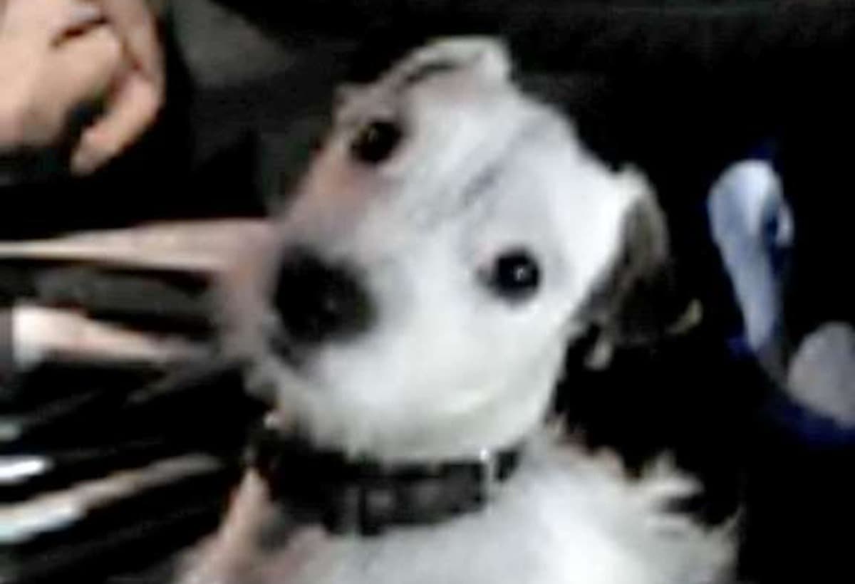 HomelessManAndHisDog