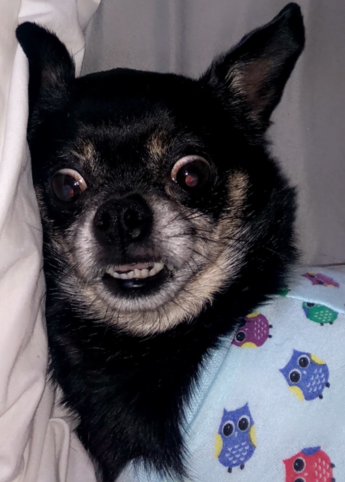 BingbongTeethCleaning