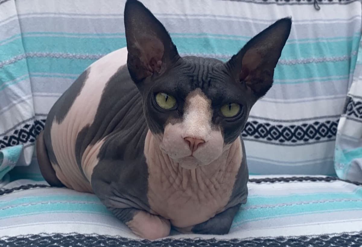 PleaseHelpWithMyHeart