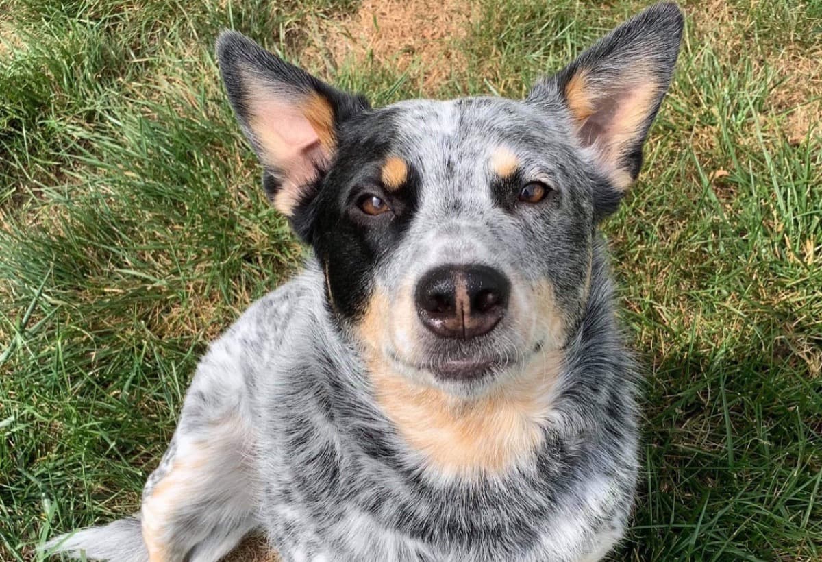 KneeSurgeryForMaverick