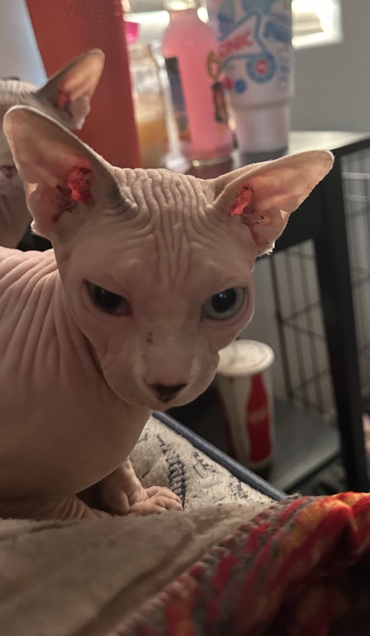 BabyEvesEye