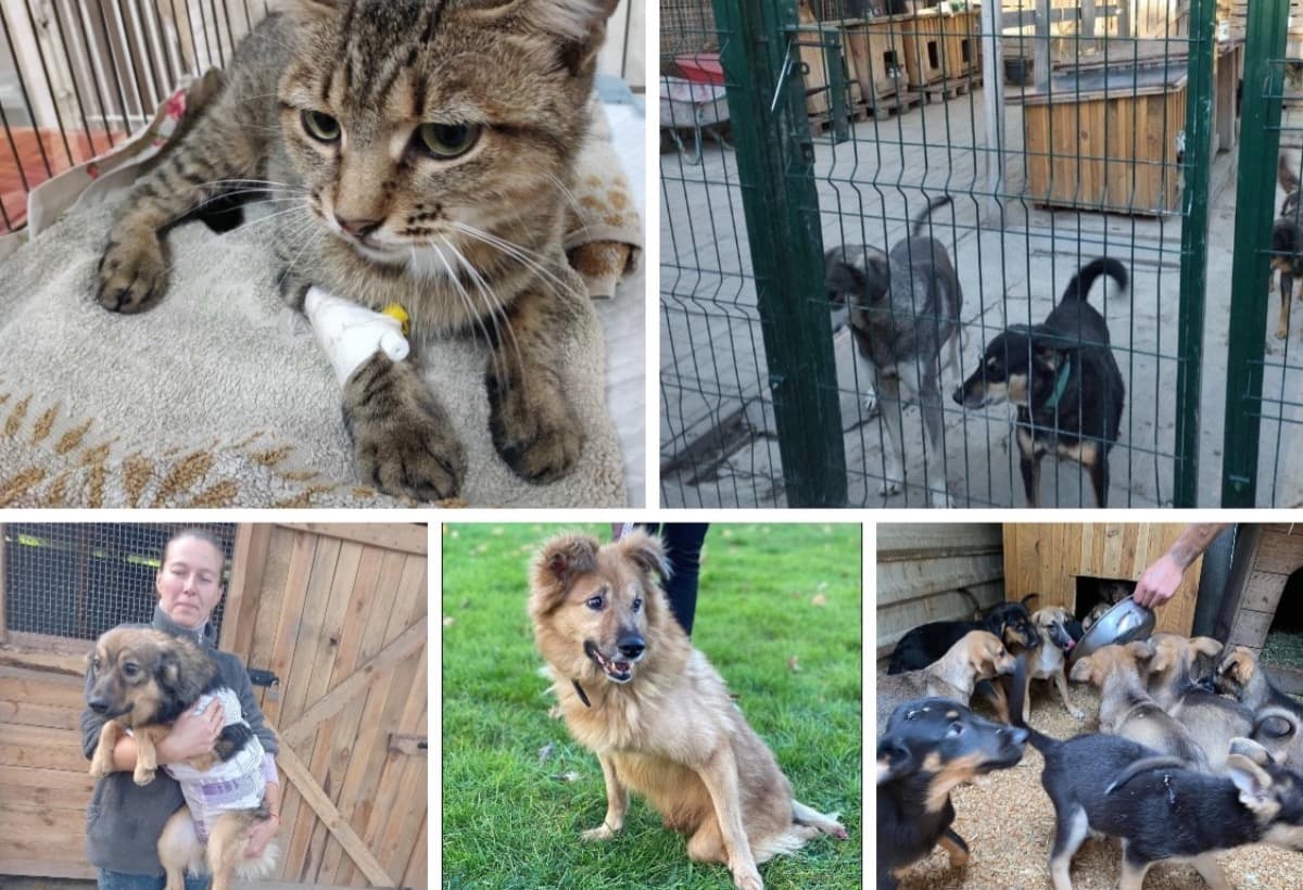 HelpProtectAnimalsInUkraine