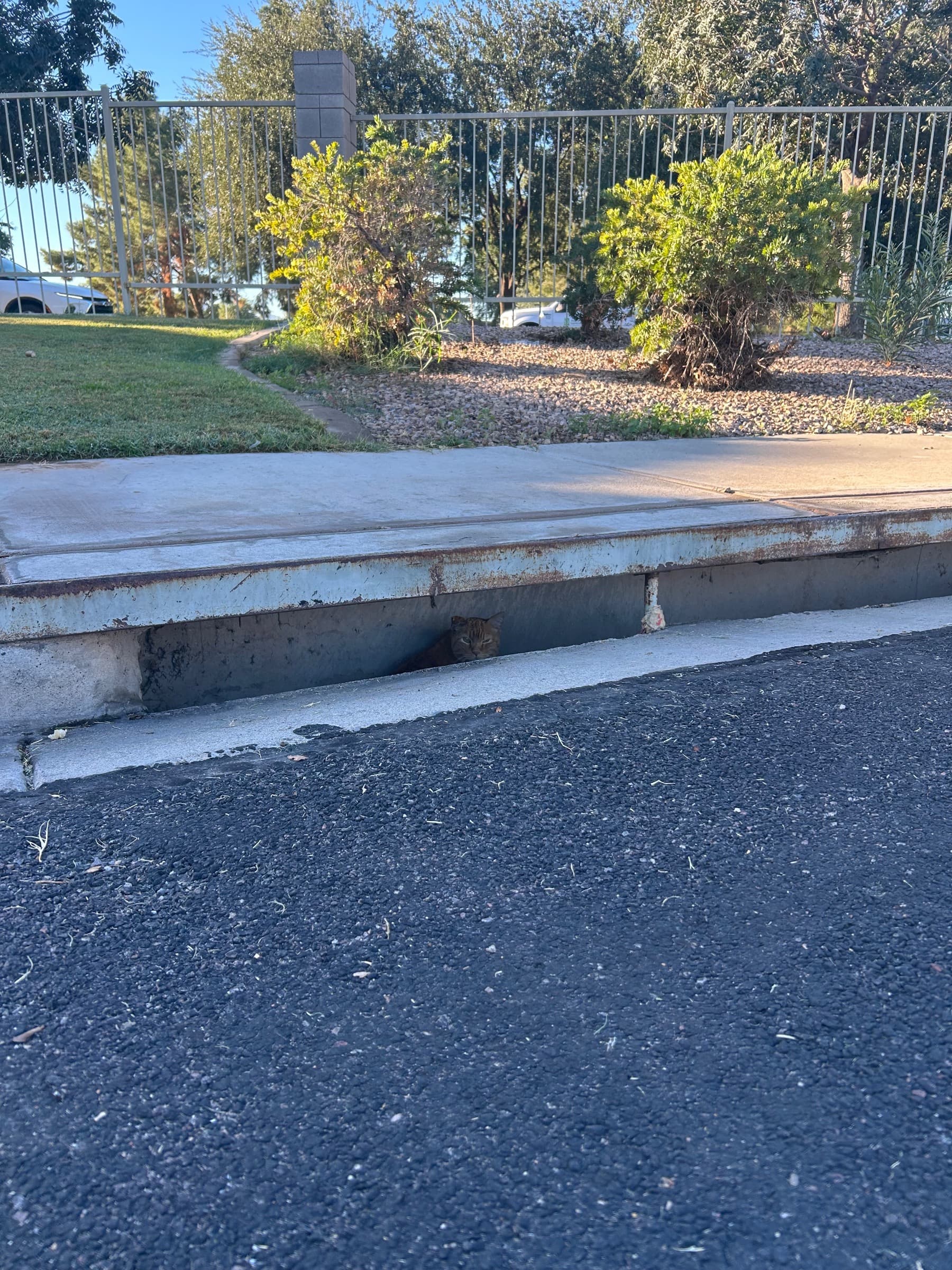 CareForSenior3LeggedStrayCat