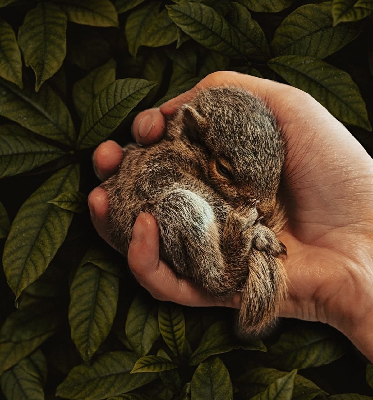 HelpSaveTheLivesOfWildlife