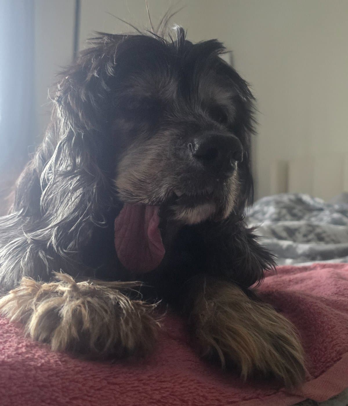Help Buddy Chase Cats With Gioia