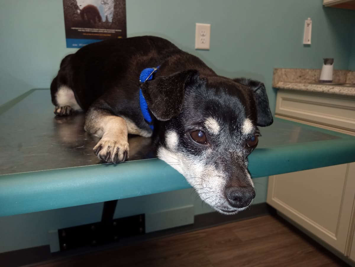 MySvcDogKokoSurgeryFund
