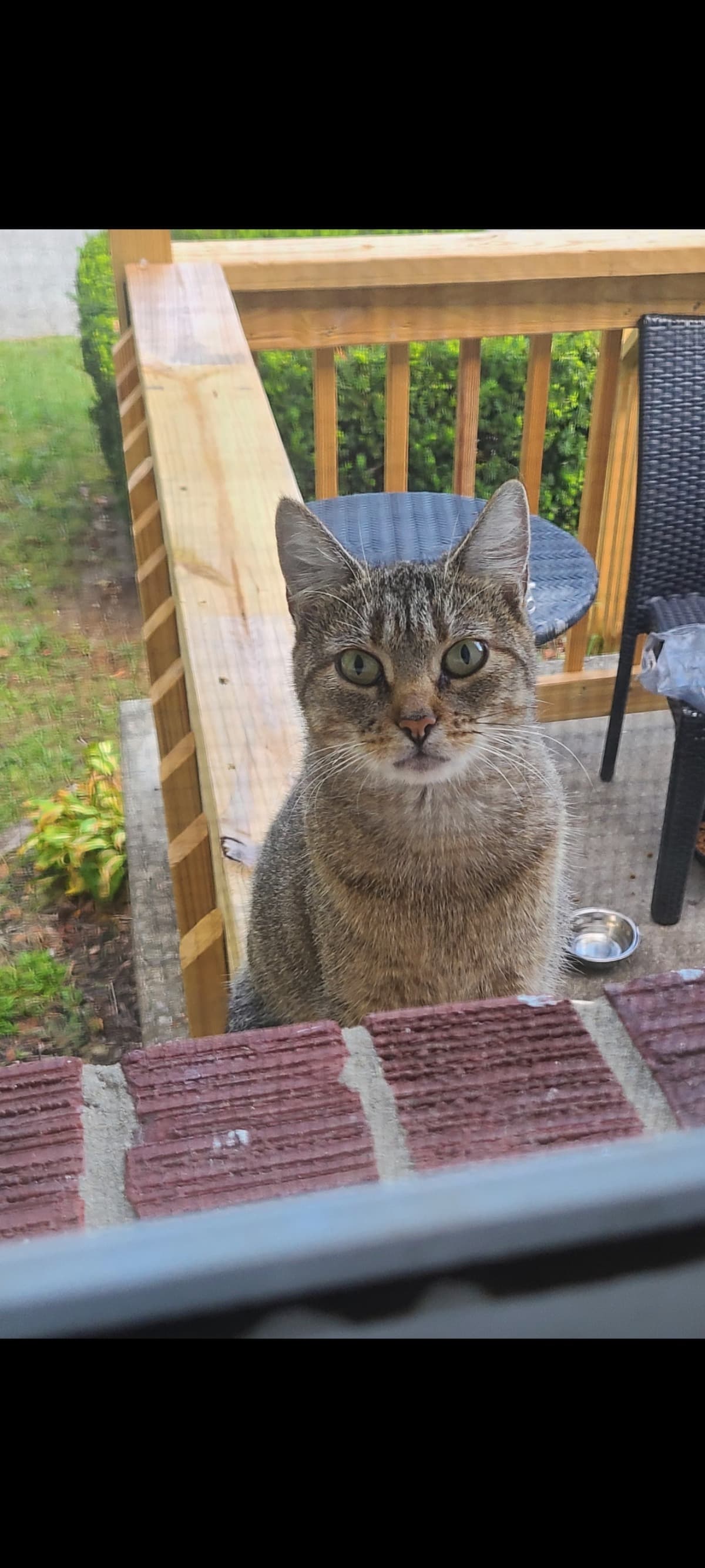 StrayCatRehab