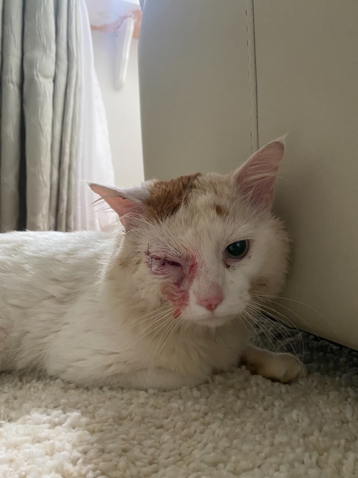 PlsHelpMyCatDontWant2LoseHim
