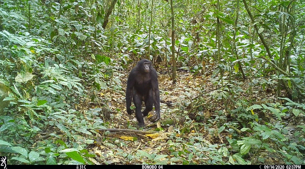 TheBonoboTrustSalonga