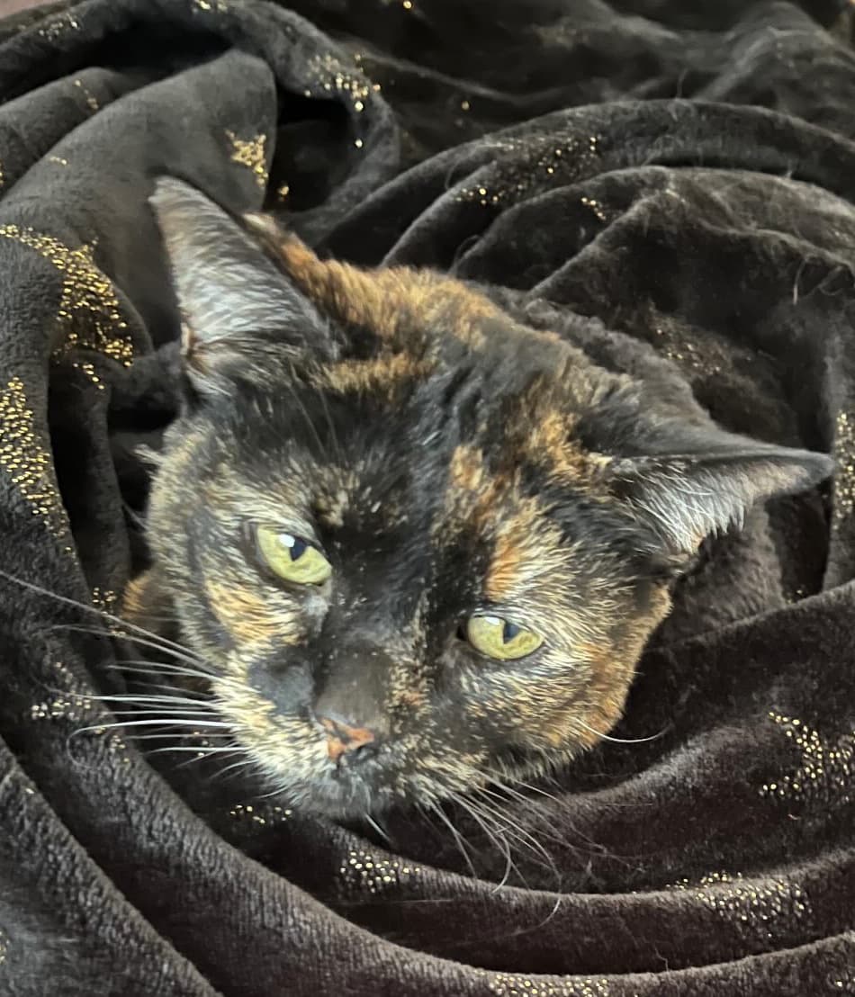 Help Pancakes Find Peace At Angels Rest