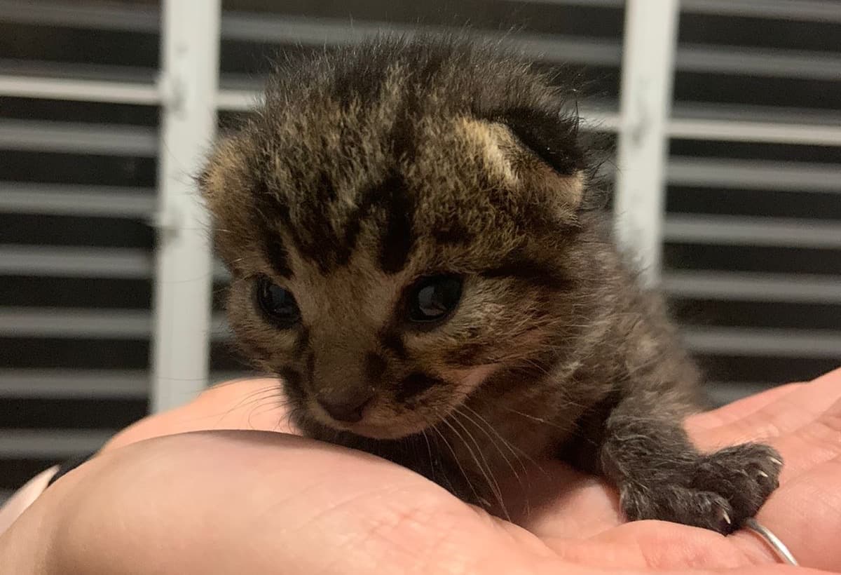 EmergencyKittenFoster