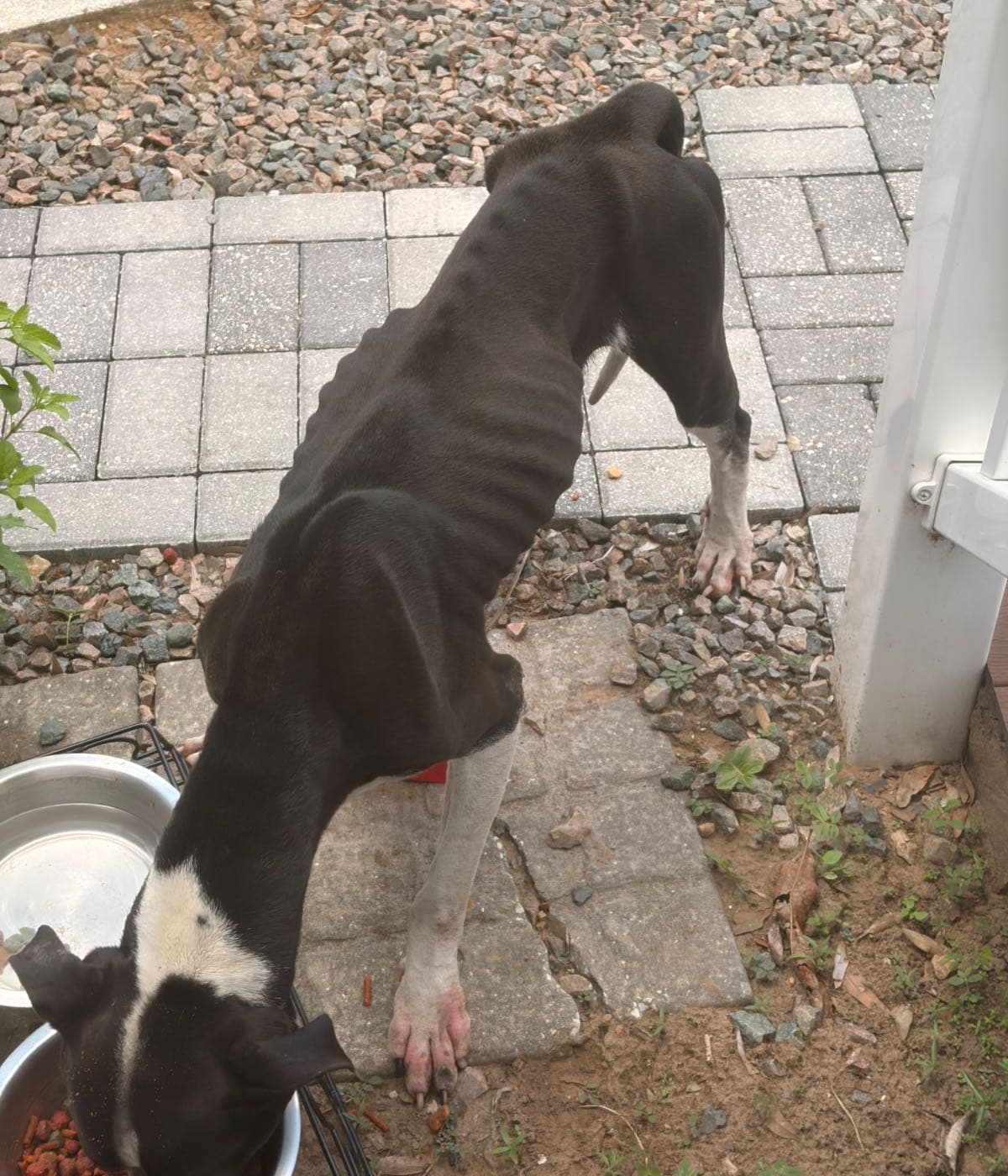 Help Rescue & Heal Abandoned Roadside Dog