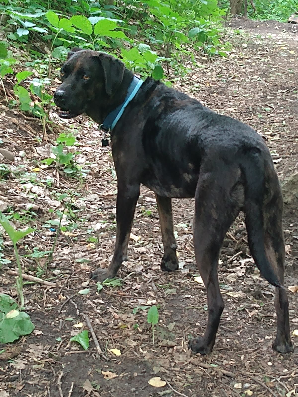 HelpMeSaveMyBestFriendRocky
