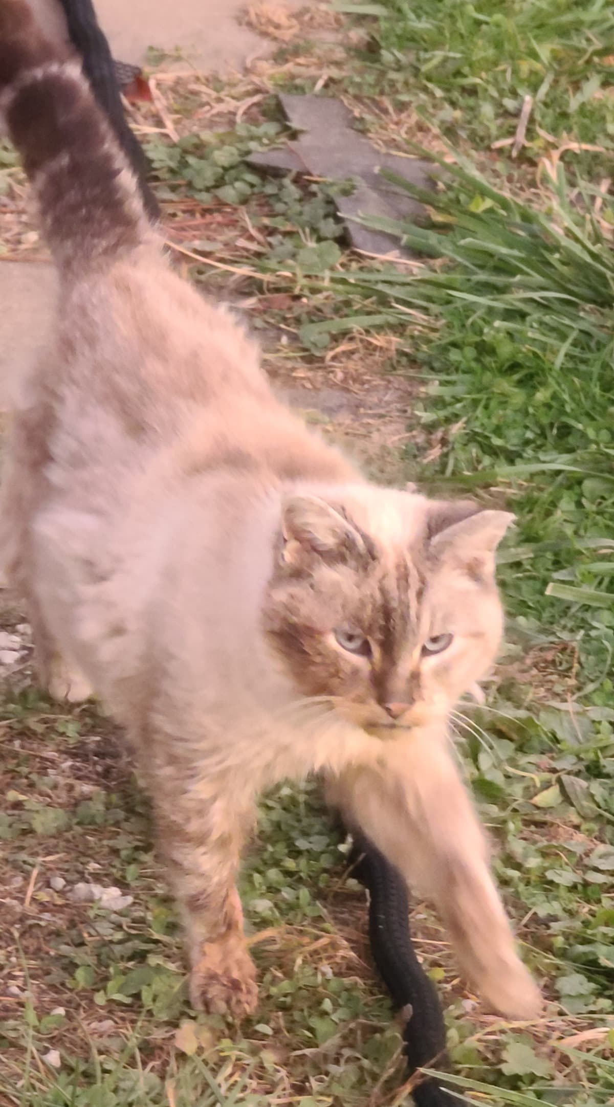 VetBillsForKitty
