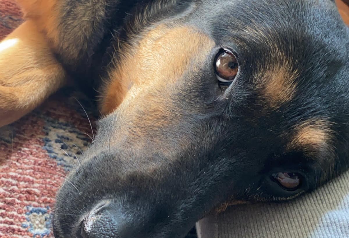 AdinaCCLReplacementSurgery