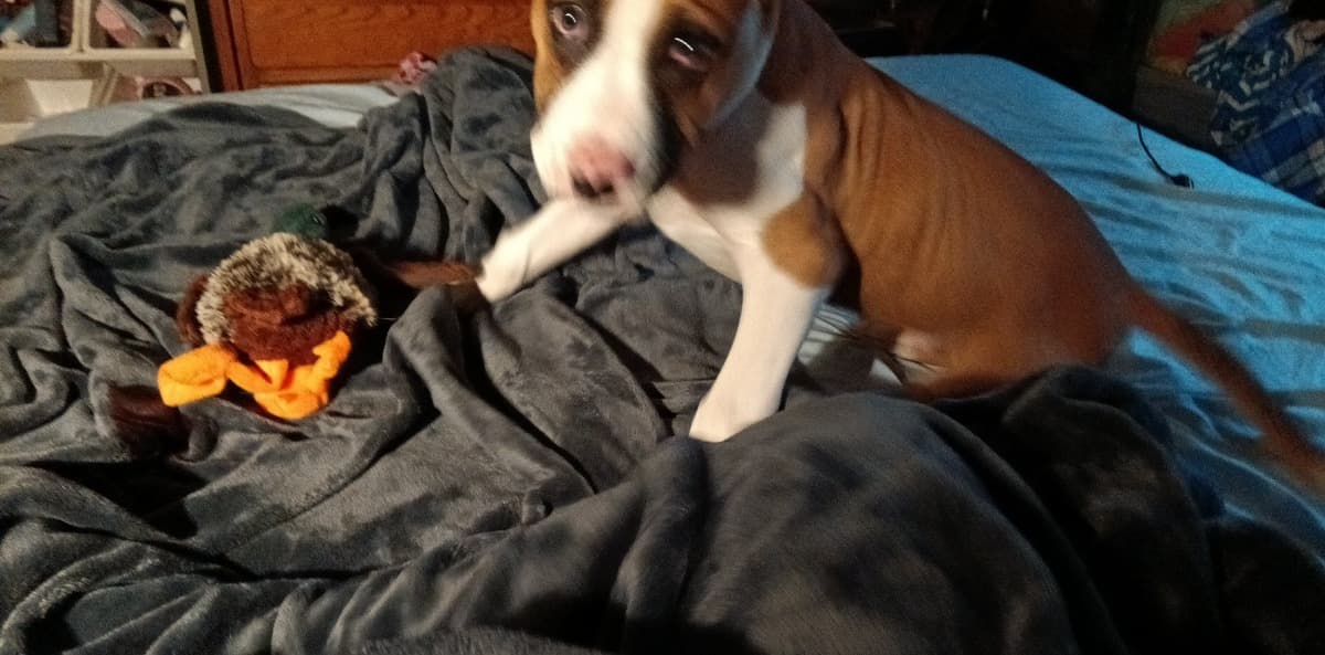 HelpFixRoscoesLeg