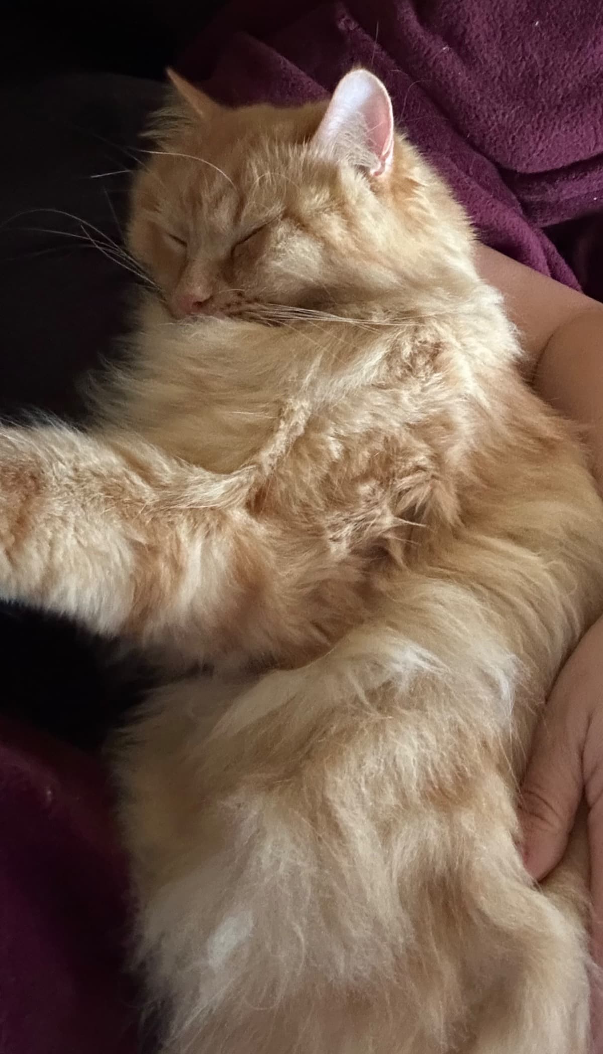 SurgeryForMyCat