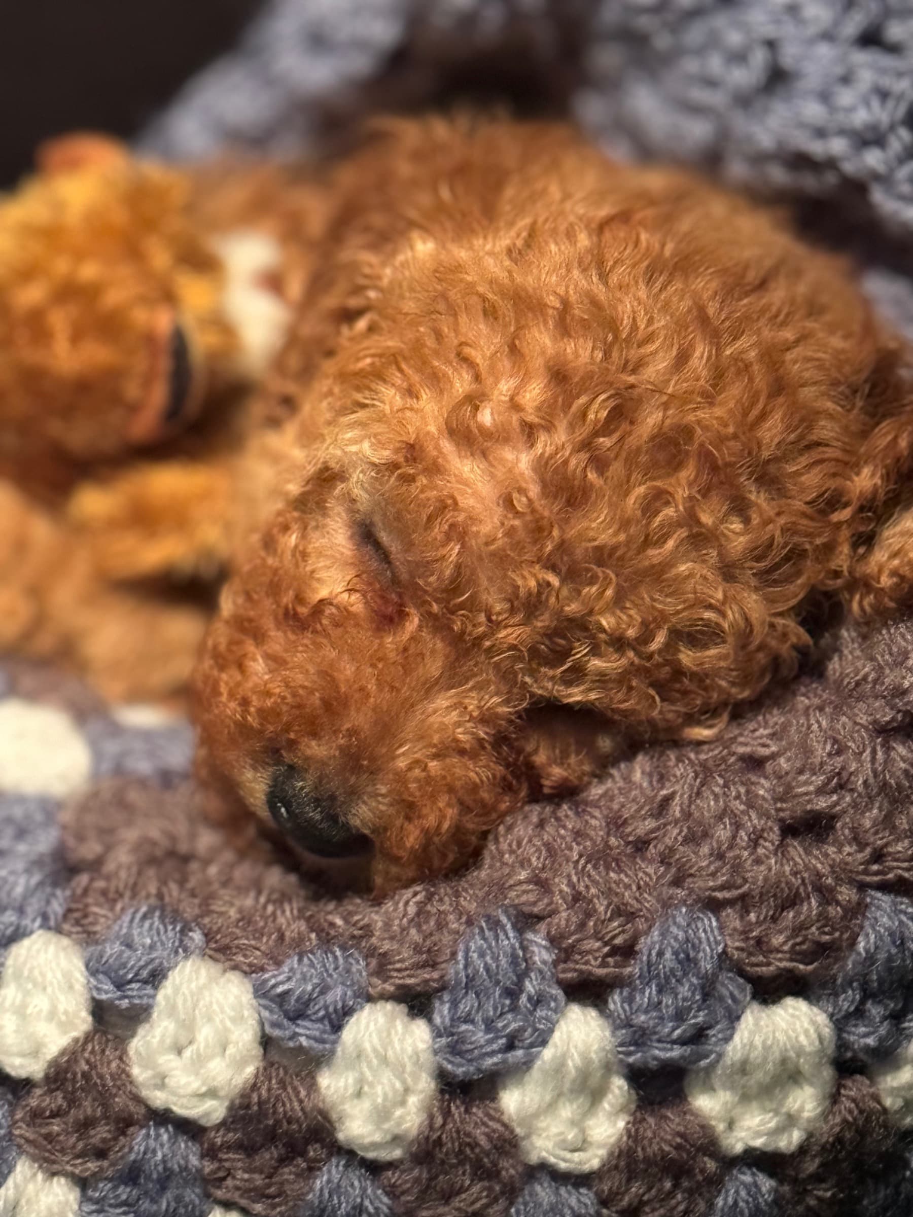 Pup