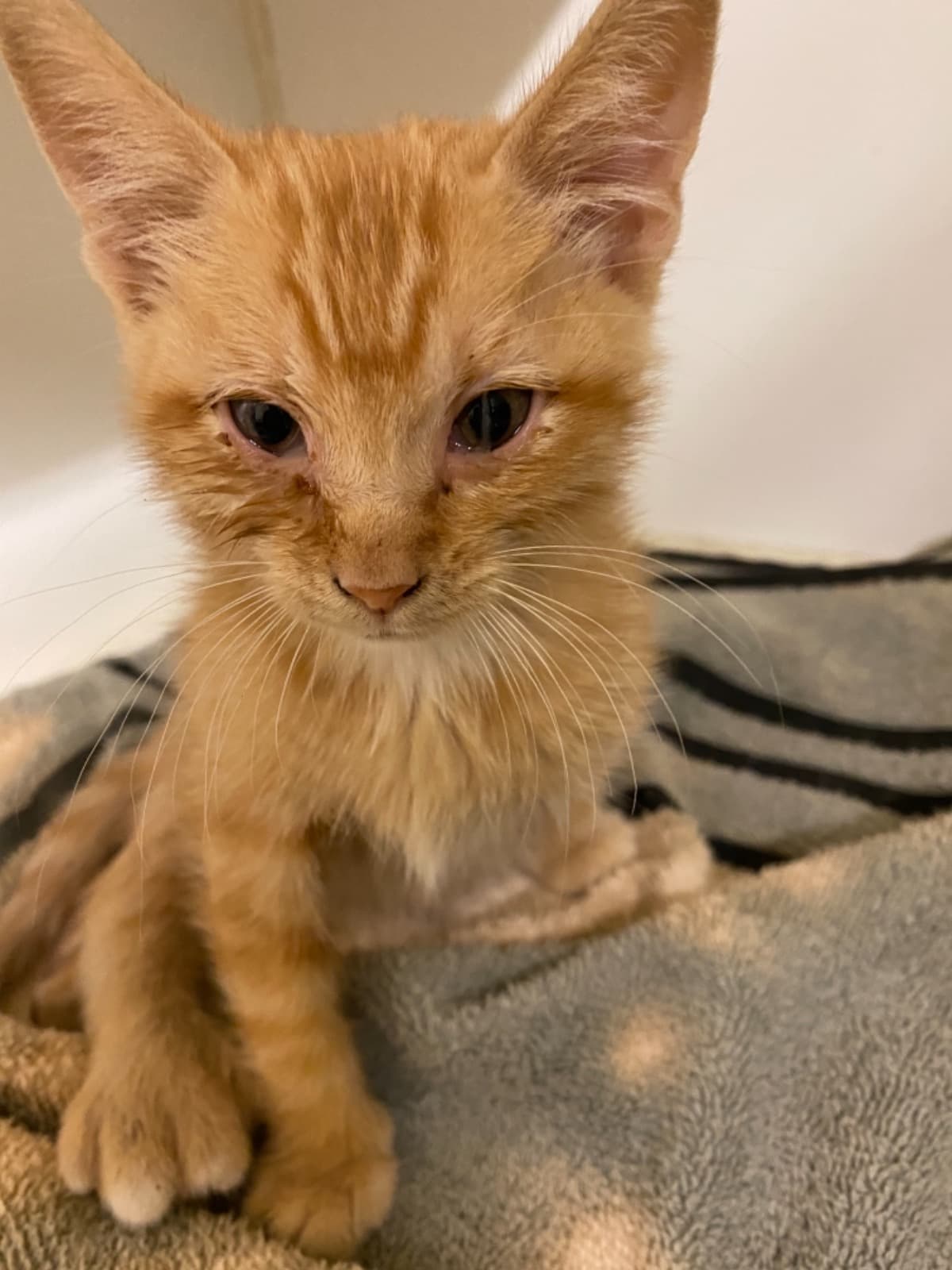 KittenNeedsSomeAngels