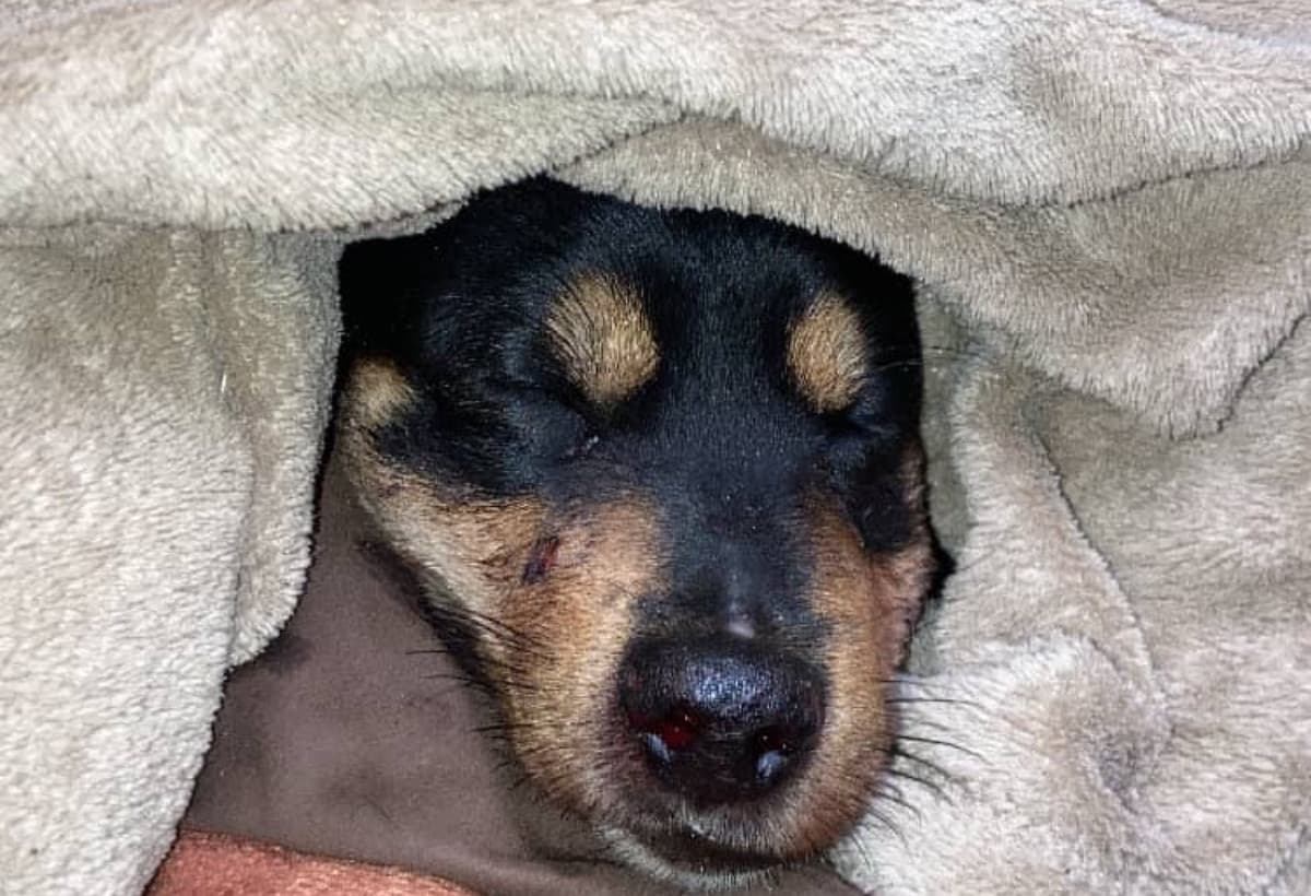 NettlesFacialSurgery