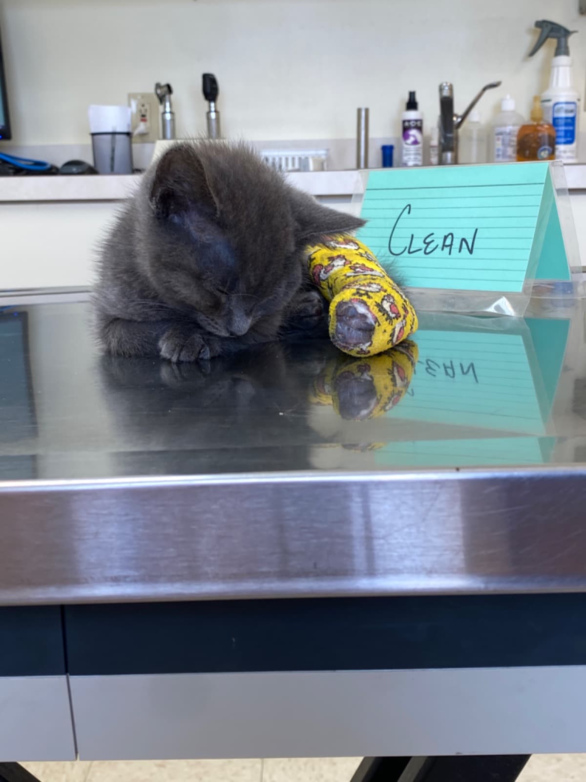SavingNeighborhoodStrays