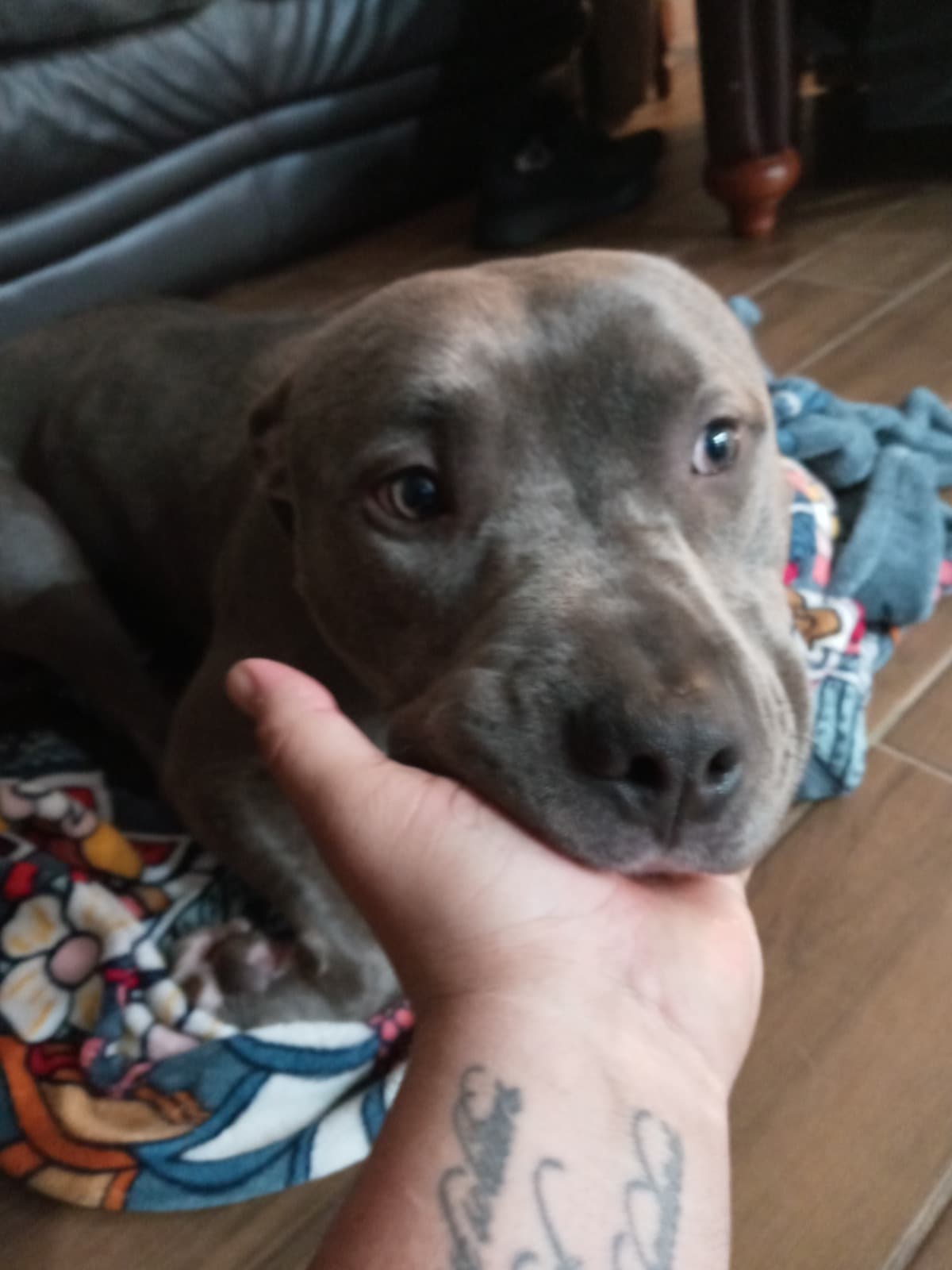 SaveMyDogBlueNeedsSurgery