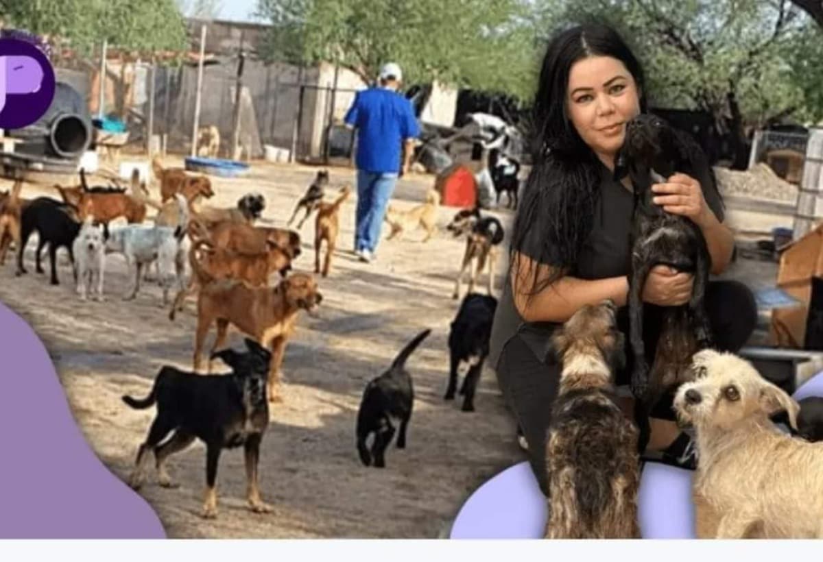 HelpFeedTheDogsAtLittleBones