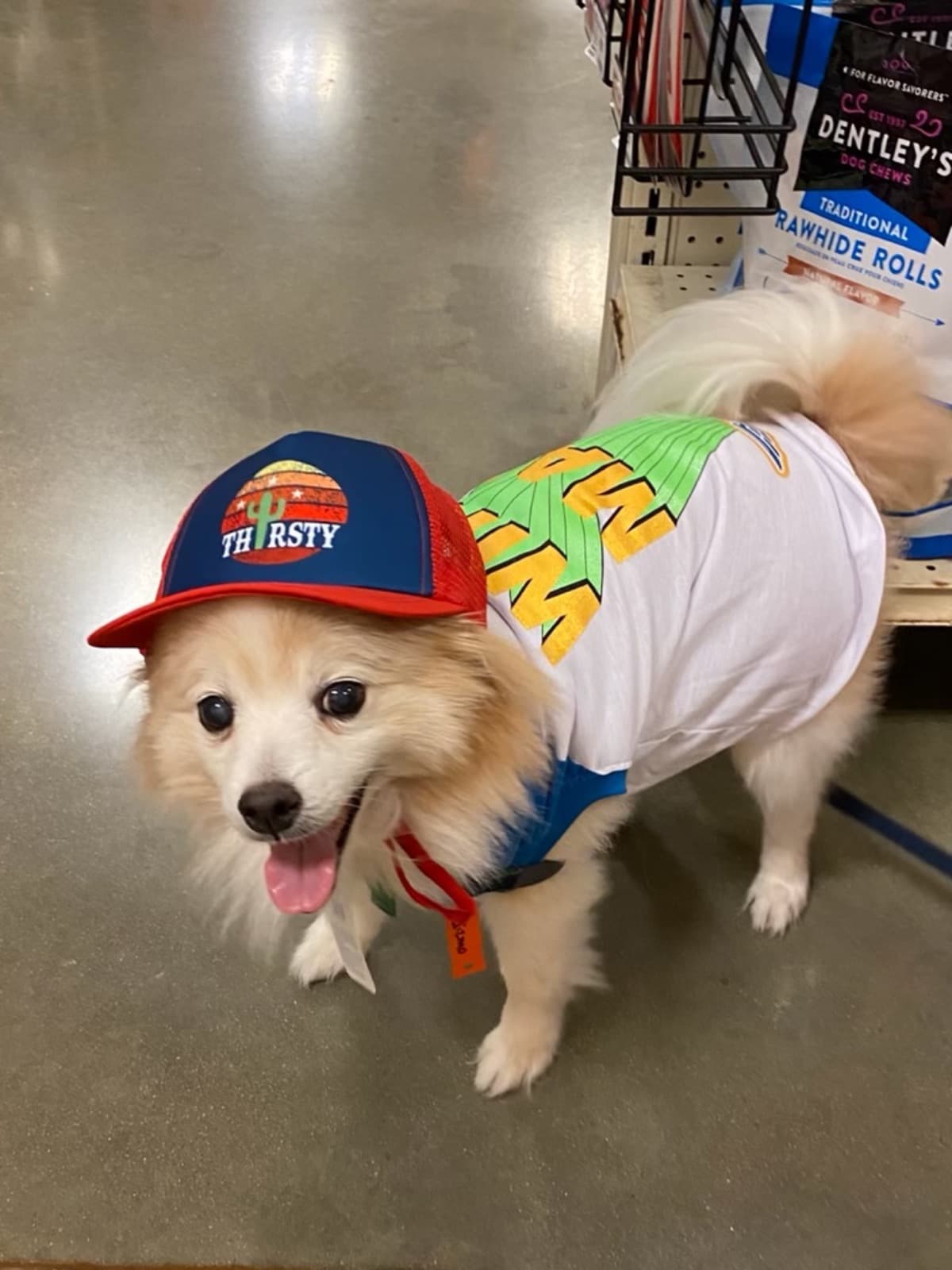 GizmoThePommieMedicalExpense