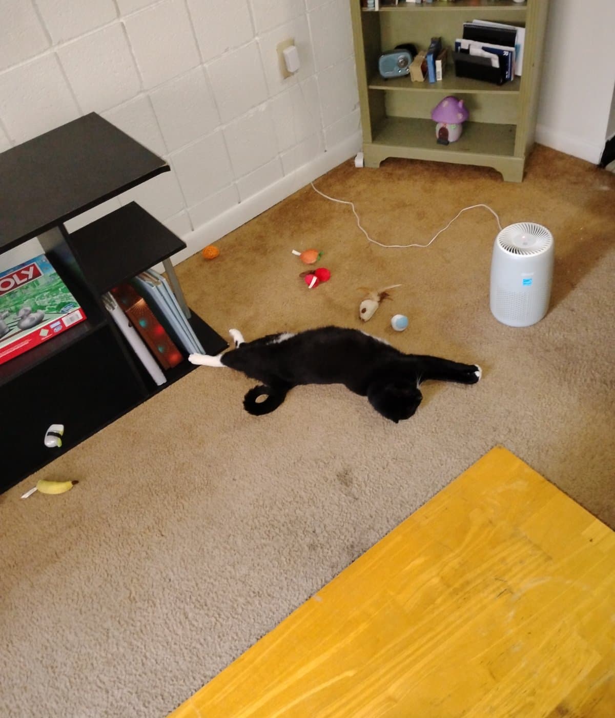 Save Midnight: A Vet's Lifeline Kitty