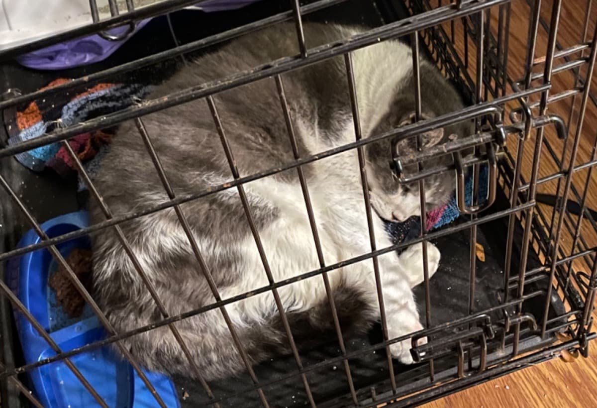 OurCatsJawSurgeryAndCare